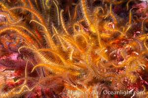 Brittle sea stars (starfish) spread across the rocky reef in dense numbers, Ophiothrix spiculata, Santa Barbara Island