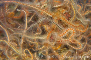 Spiny brittle stars (starfish)., Ophiothrix spiculata, natural history stock photograph, photo id 13994