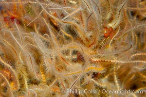A mass of spiny brittle stars., Ophiothrix spiculata, natural history stock photograph, photo id 14948