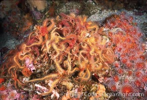 Brittle stars covering sponge and rocky reef, Ophiothrix spiculata, Santa Barbara Island