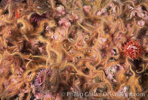 Brittle stars covering rocky reef, Ophiothrix spiculata, Santa Barbara Island