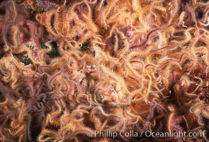Brittle stars covering rocky reef. Santa Barbara Island, California, USA, Ophiothrix spiculata, natural history stock photograph, photo id 04723