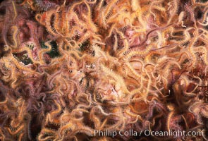 Brittle stars covering rocky reef, Ophiothrix spiculata, Santa Barbara Island