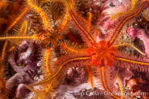 Brittle sea stars (starfish) spread across the rocky reef in dense numbers, Ophiothrix spiculata, Santa Barbara Island