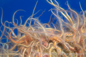 Spiny brittle stars (starfish), Ophiothrix spiculata