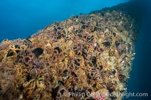 Brittle stars covering beams of Oil Rig Elly, underwater structure covered in invertebrate life. Long Beach, California, USA, natural history stock photograph, photo id 31136