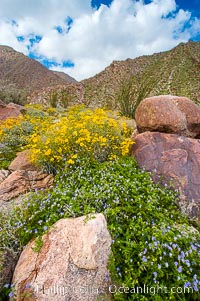 Brittlebush (yellow) and wild heliotrope (blue) bloom in spring, Palm Canyon, Encelia farinosa, Phacelia distans, Anza-Borrego Desert State Park, Borrego Springs, California