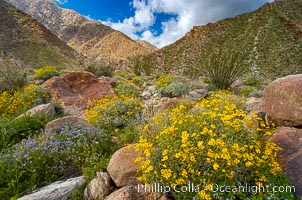 Brittlebush (yellow) and wild heliotrope (blue) bloom in spring, Palm Canyon, Encelia farinosa, Phacelia distans, Anza-Borrego Desert State Park, Borrego Springs, California