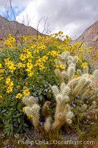 Brittlebush blooming in spring surrounds a cholla cactus, Palm Canyon, Encelia farinosa, Opuntia, Anza-Borrego Desert State Park, Borrego Springs, California