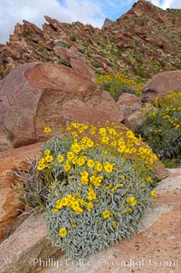 Brittlebush blooming in spring, Palm Canyon, Encelia farinosa, Anza-Borrego Desert State Park, Borrego Springs, California