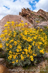 Brittlebush blooming in spring, Palm Canyon, Encelia farinosa, Anza-Borrego Desert State Park, Borrego Springs, California