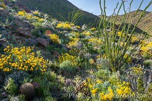 Brittlebush, ocotillo and various cacti and wildflowers color the sides of Glorietta Canyon.  Heavy winter rains led to a historic springtime bloom in 2005, carpeting the entire desert in vegetation and color for months, Encelia farinosa, Fouquieria splendens, Anza-Borrego Desert State Park, Borrego Springs, California