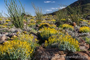 Brittlebush, ocotillo and various cacti and wildflowers color the sides of Glorietta Canyon.  Heavy winter rains led to a historic springtime bloom in 2005, carpeting the entire desert in vegetation and color for months, Encelia farinosa, Fouquieria splendens, Anza-Borrego Desert State Park, Borrego Springs, California