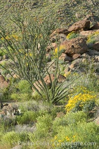 Brittlebush, ocotillo and various cacti and wildflowers color the sides of Glorietta Canyon.  Heavy winter rains led to a historic springtime bloom in 2005, carpeting the entire desert in vegetation and color for months, Encelia farinosa, Fouquieria splendens, Anza-Borrego Desert State Park, Borrego Springs, California