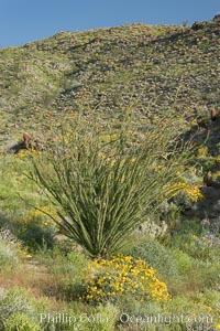 Brittlebush, ocotillo and various cacti and wildflowers color the sides of Glorietta Canyon.  Heavy winter rains led to a historic springtime bloom in 2005, carpeting the entire desert in vegetation and color for months, Encelia farinosa, Fouquieria splendens, Anza-Borrego Desert State Park, Borrego Springs, California