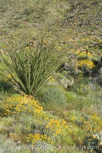 Brittlebush, ocotillo and various cacti and wildflowers color the sides of Glorietta Canyon.  Heavy winter rains led to a historic springtime bloom in 2005, carpeting the entire desert in vegetation and color for months, Encelia farinosa, Fouquieria splendens, Anza-Borrego Desert State Park, Borrego Springs, California
