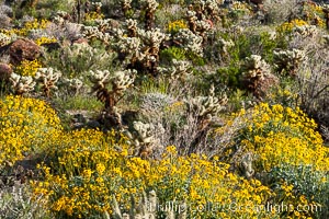 Brittlebush and various cacti and wildflowers color the sides of Glorietta Canyon.  Heavy winter rains led to a historic springtime bloom in 2005, carpeting the entire desert in vegetation and color for months, Encelia farinosa, Anza-Borrego Desert State Park, Borrego Springs, California