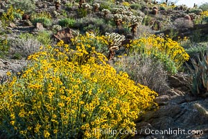 Brittlebush and various cacti and wildflowers color the sides of Glorietta Canyon.  Heavy winter rains led to a historic springtime bloom in 2005, carpeting the entire desert in vegetation and color for months, Encelia farinosa, Anza-Borrego Desert State Park, Borrego Springs, California