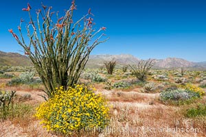 Brittlebush, ocotillo and various cacti and wildflowers color the sides of Glorietta Canyon.  Heavy winter rains led to a historic springtime bloom in 2005, carpeting the entire desert in vegetation and color for months, Encelia farinosa, Fouquieria splendens, Anza-Borrego Desert State Park, Borrego Springs, California