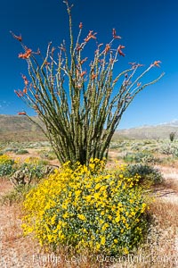 Brittlebush, ocotillo and various cacti and wildflowers color the sides of Glorietta Canyon.  Heavy winter rains led to a historic springtime bloom in 2005, carpeting the entire desert in vegetation and color for months.