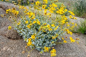 Brittlebush and various cacti and wildflowers color the sides of Glorietta Canyon.  Heavy winter rains led to a historic springtime bloom in 2005, carpeting the entire desert in vegetation and color for months, Encelia farinosa, Anza-Borrego Desert State Park, Borrego Springs, California