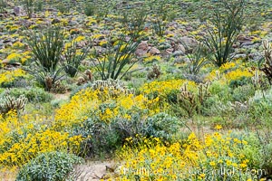 Brittlebush, ocotillo and various cacti and wildflowers color the sides of Glorietta Canyon.  Heavy winter rains led to a historic springtime bloom in 2005, carpeting the entire desert in vegetation and color for months, Encelia farinosa, Fouquieria splendens, Anza-Borrego Desert State Park, Borrego Springs, California