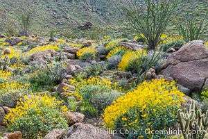 Brittlebush and various cacti and wildflowers color the sides of Glorietta Canyon.  Heavy winter rains led to a historic springtime bloom in 2005, carpeting the entire desert in vegetation and color for months, Encelia farinosa, Anza-Borrego Desert State Park, Borrego Springs, California