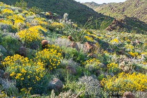 Brittlebush and various cacti and wildflowers color the sides of Glorietta Canyon.  Heavy winter rains led to a historic springtime bloom in 2005, carpeting the entire desert in vegetation and color for months, Encelia farinosa, Anza-Borrego Desert State Park, Borrego Springs, California