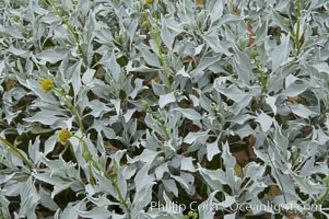 Brittlebush leaves, La Costa, Encelia farinosa