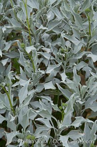 Brittlebush leaves, La Costa, Encelia farinosa