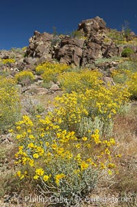 Brittlebush blooms in spring in Joshua Tree National Park, Encelia farinosa