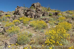 Brittlebush blooms in spring in Joshua Tree National Park, Encelia farinosa