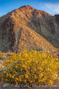 Brittlebush blooms in spring, Palm Canyon, Anza Borrego Desert State Park.