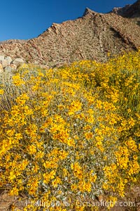 Brittlebush blooms in spring, Palm Canyon, Anza Borrego Desert State Park, Encelia farinosa, Anza-Borrego Desert State Park, Borrego Springs, California