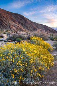 Brittlebush blooms in spring, Palm Canyon, Anza Borrego Desert State Park, Encelia farinosa, Anza-Borrego Desert State Park, Borrego Springs, California