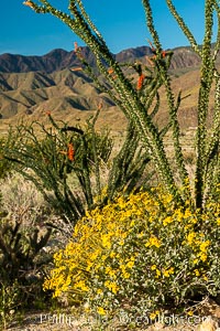 Brittlebush bloom in Anza Borrego Desert State Park, during the 2017 Superbloom. Anza-Borrego Desert State Park, Borrego Springs, California, USA, natural history stock photograph, photo id 33190