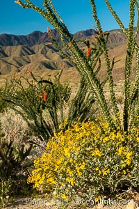 Brittlebush bloom in Anza Borrego Desert State Park, during the 2017 Superbloom, Anza-Borrego Desert State Park, Borrego Springs, California