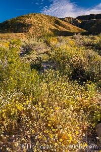 Brittlebush bloom in Anza Borrego Desert State Park, during the 2017 Superbloom, Anza-Borrego Desert State Park, Borrego Springs, California