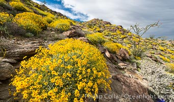 Brittlebush bloom in Anza Borrego Desert State Park, during the 2017 Superbloom, Anza-Borrego Desert State Park, Borrego Springs, California