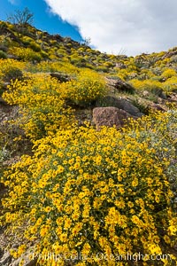 Brittlebush bloom in Anza Borrego Desert State Park, during the 2017 Superbloom