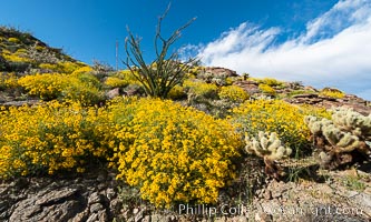 Brittlebush bloom in Anza Borrego Desert State Park, during the 2017 Superbloom, Anza-Borrego Desert State Park, Borrego Springs, California