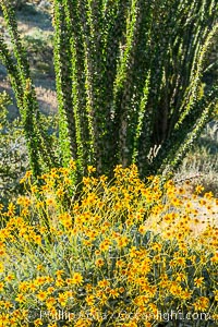 Brittlebush bloom in Anza Borrego Desert State Park, during the 2017 Superbloom, Anza-Borrego Desert State Park, Borrego Springs, California