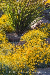 Brittlebush bloom in Anza Borrego Desert State Park, during the 2017 Superbloom, Anza-Borrego Desert State Park, Borrego Springs, California