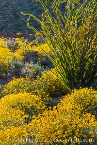 Brittlebush bloom in Anza Borrego Desert State Park, during the 2017 Superbloom