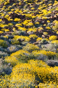 Brittlebush bloom in Anza Borrego Desert State Park, during the 2017 Superbloom, Anza-Borrego Desert State Park, Borrego Springs, California