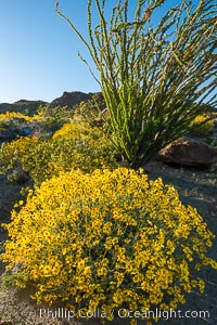 Brittlebush bloom in Anza Borrego Desert State Park, during the 2017 Superbloom, Anza-Borrego Desert State Park, Borrego Springs, California