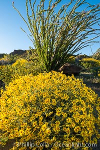 Brittlebush bloom in Anza Borrego Desert State Park, during the 2017 Superbloom, Anza-Borrego Desert State Park, Borrego Springs, California