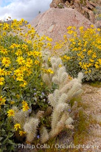 Brittlebush blooming in spring surrounds a cholla cactus, Palm Canyon, Encelia farinosa, Opuntia, Anza-Borrego Desert State Park, Borrego Springs, California