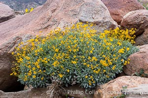 Brittlebush blooming in spring, Palm Canyon, Encelia farinosa, Anza-Borrego Desert State Park, Borrego Springs, California