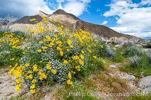 Brittlebush blooming in spring, Palm Canyon, Encelia farinosa, Anza-Borrego Desert State Park, Borrego Springs, California